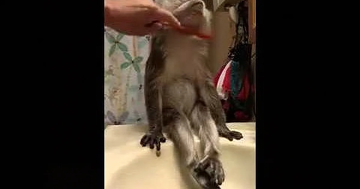 A person is brushing a gray cat's fur with a red brush in a bathroom.