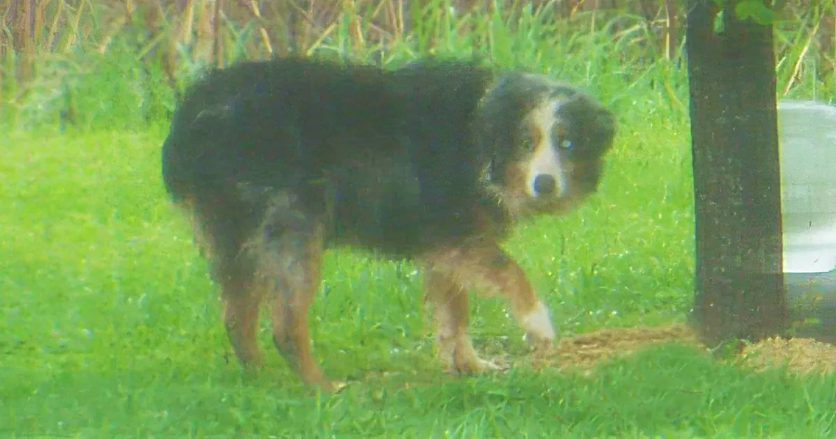 They Set up a Night Camera to Catch a Stray Dog, When They Check the Dogs Microchip? Wow!