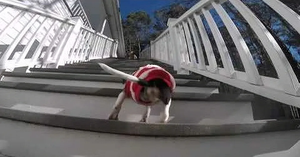 Tiny Pup Climbs up the Last Step. When You See Her Back Legs You Will Be Amazed...
