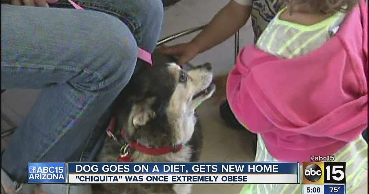 This Corgi Was Deemed to Be Extremely Obese When She Was Donated to This Shelter!