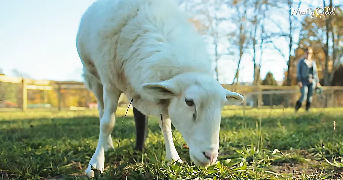 Felix the Sheep Lost His Leg in an Attack but Where He Goes From There Is Amazing