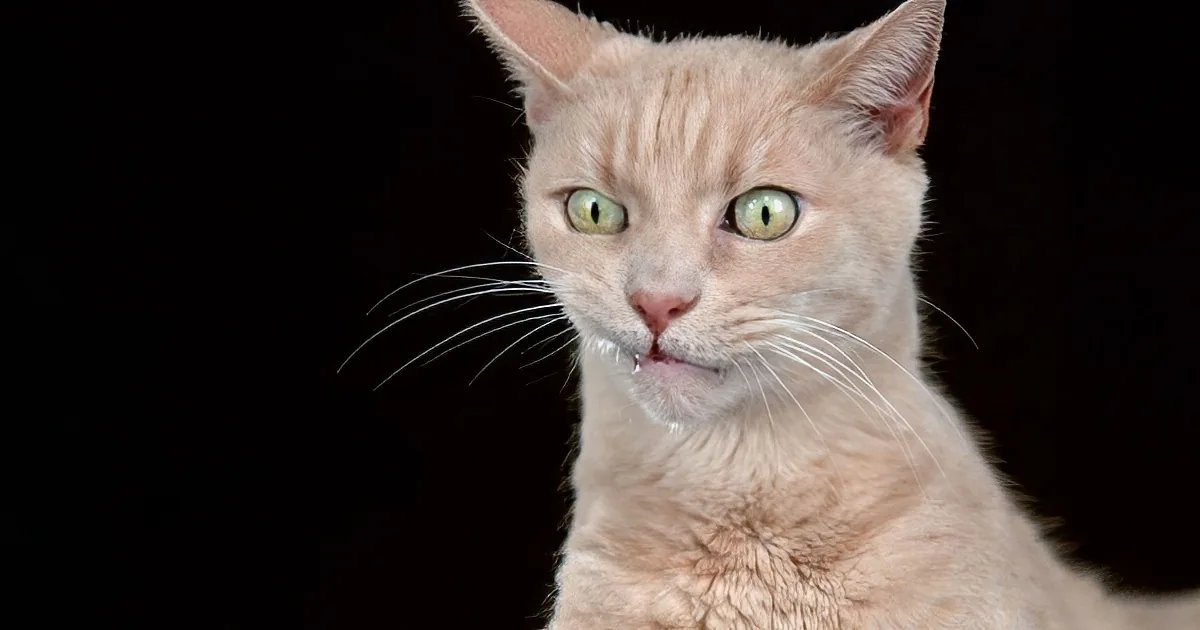 A light-colored cat with green eyes and a pink nose is looking directly at the camera.