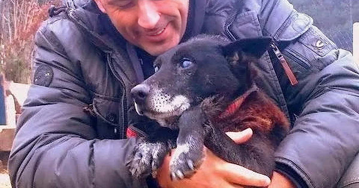 This Goldendoodle Looks Like a Normal Dog. but When You Learn What He Went Through, Wow!