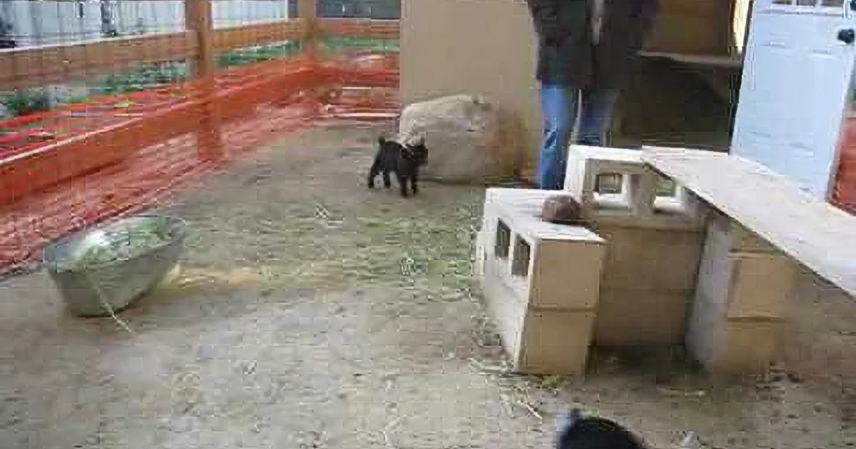 At 8 Days Old, These Pygmy Goats Have Some Serious Happy Dance Skills