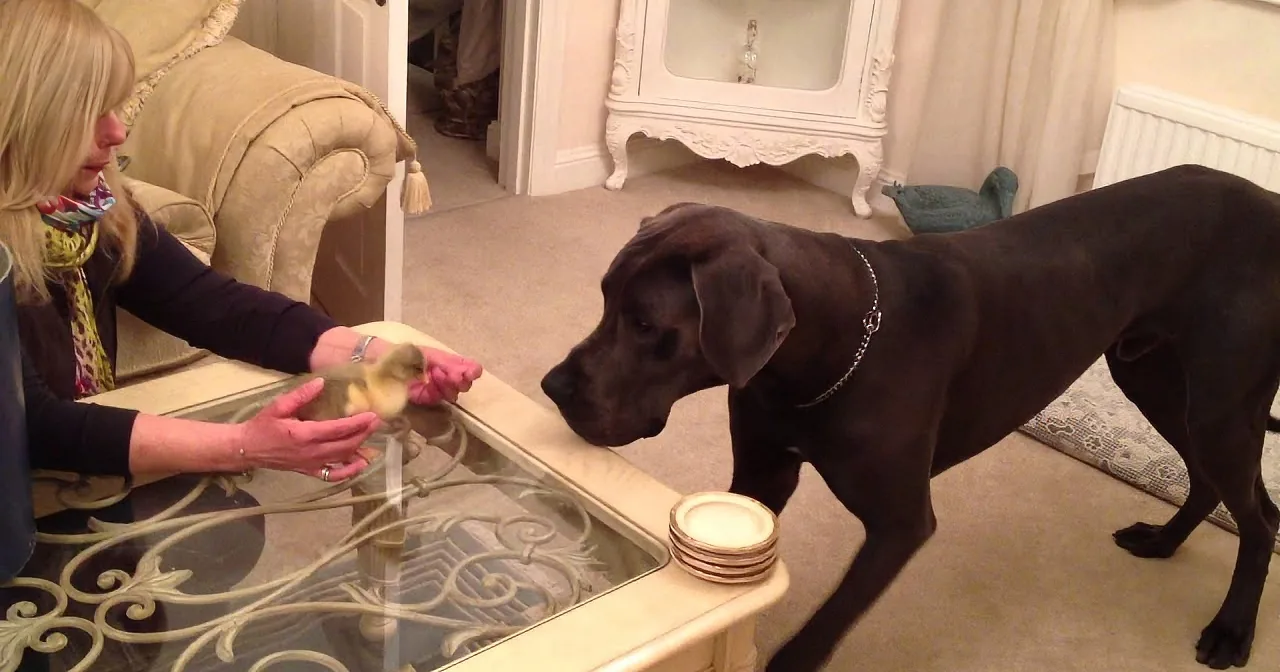 This New Born Gosling''s First Experience Is the Nose of a Huge Great Dane!