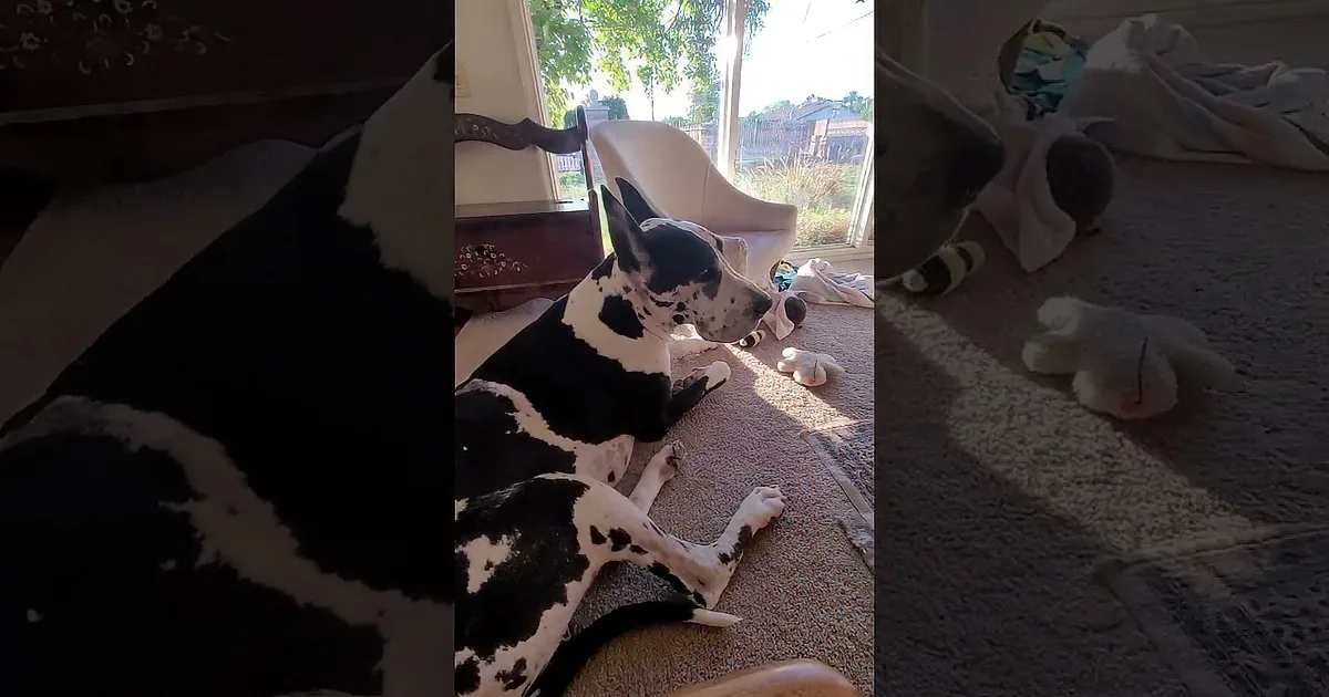 She Asks Her Big Dog if He Wants to Take a Walk. Now Keep Your Eyes on His 2 Front Paws...