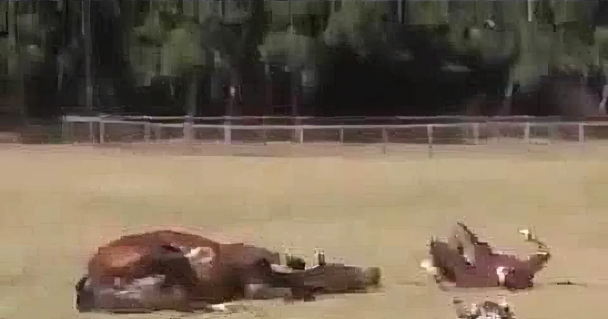 A bull is lying on the ground in a fenced area, surrounded by trees and a few people nearby.