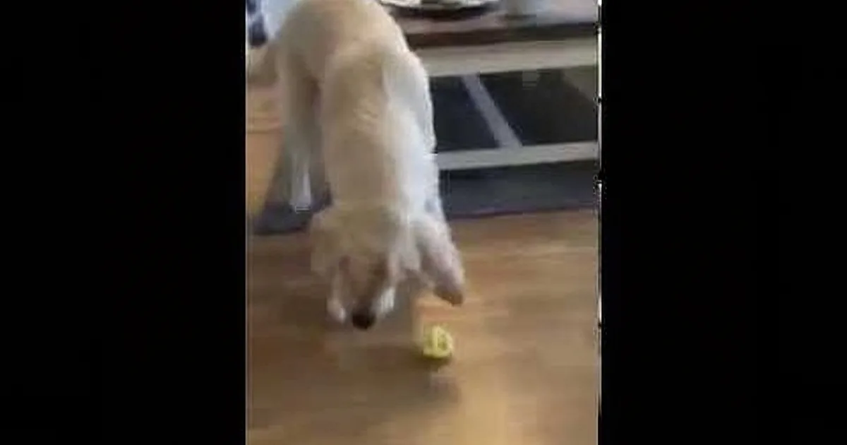 Dog Gets a Taste of a Lemon Lying on the Kitchen. but the Way He Reacts? Hilarious!