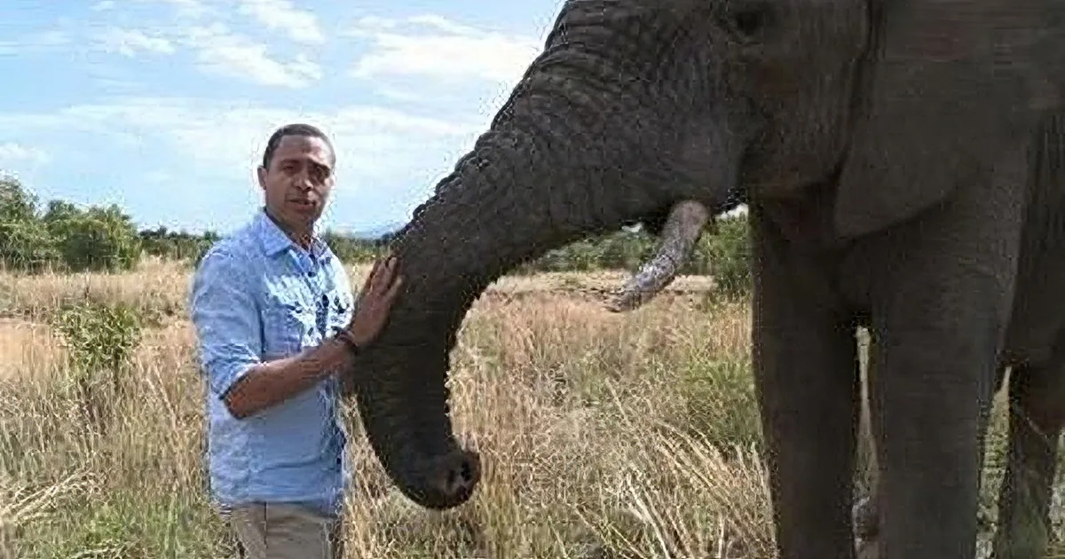 Elephant Moves His Trunk Into a Row of Cans. but What They Hold Could Save His Life...
