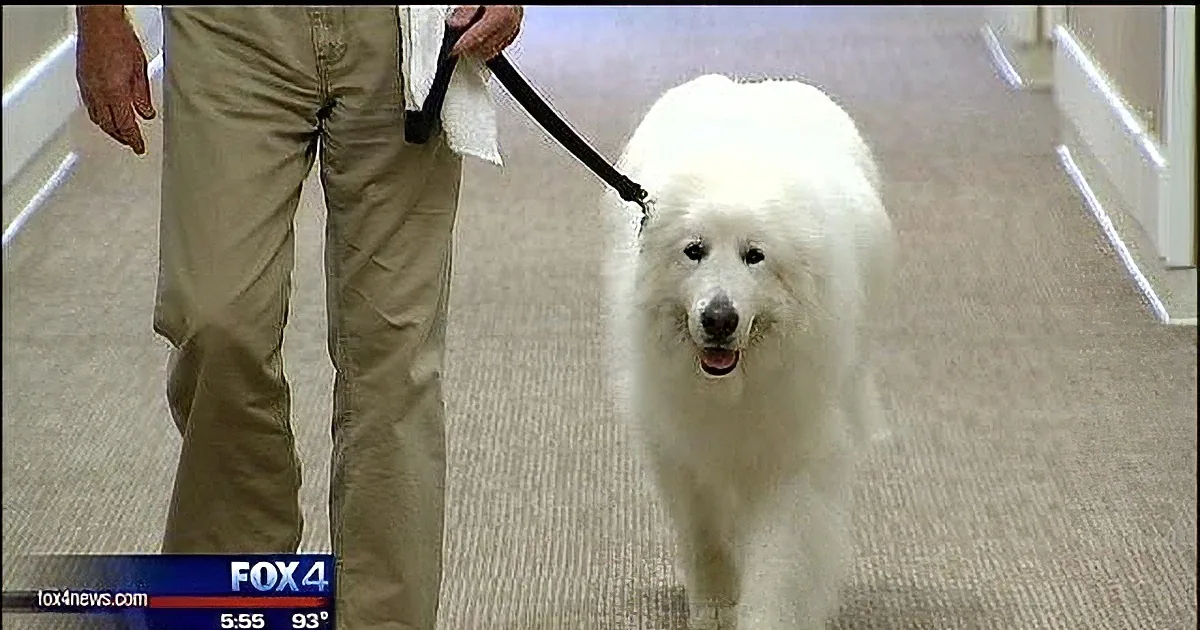 Winston the Service Dog Brings Happiness and Smiles to a Texas Nursing Home