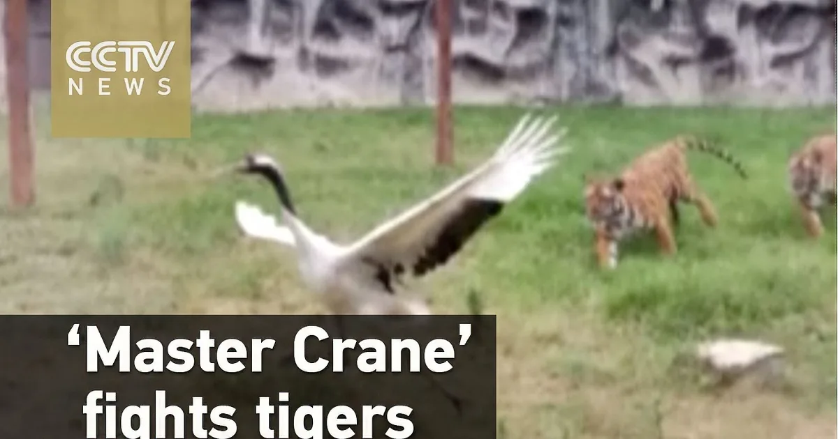 A crane with outstretched wings appears to be confronting two tigers in a grassy area.