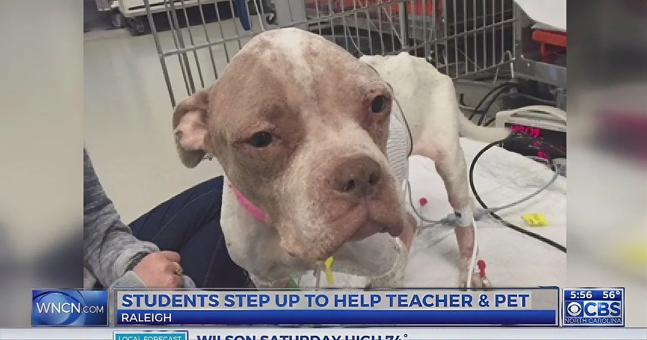 A pit bull wearing a pink collar is in a veterinary setting, connected to medical equipment.