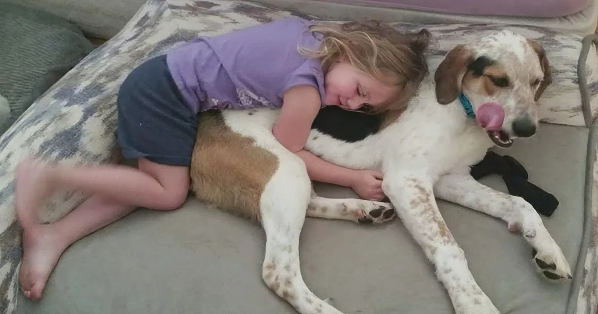 A young girl sleeps peacefully on a couch, cuddling a large, white and brown dog with a blue collar.