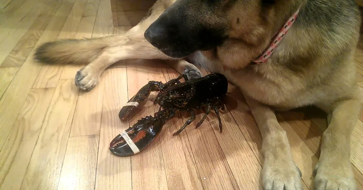 They Were Just Trying to Cook a Lobster, but Then the Dog Did Something That Warmed My Heart!