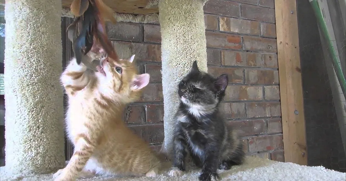 2 Small Kittens Look up at a Toy, but Look at the One on the Right...