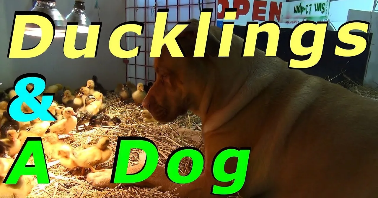 A dog is lying down surrounded by ducklings in a straw-filled enclosure.
