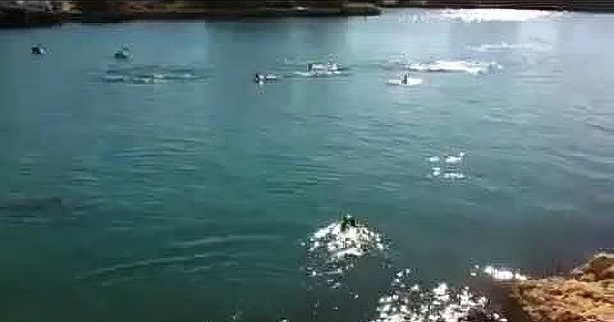Dog Waits by the Beach for His Friend. When You See Who It Is... Whoa!