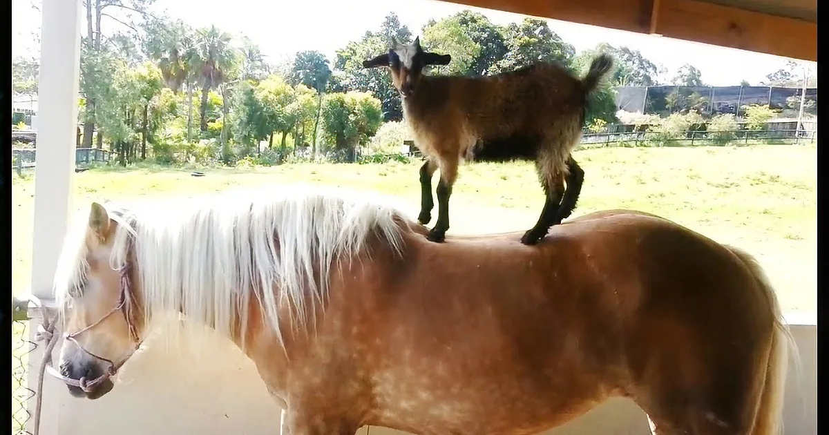 Two Friendly Goats Stand Next to a Horse. but Watch the One on the Left -- Wow!