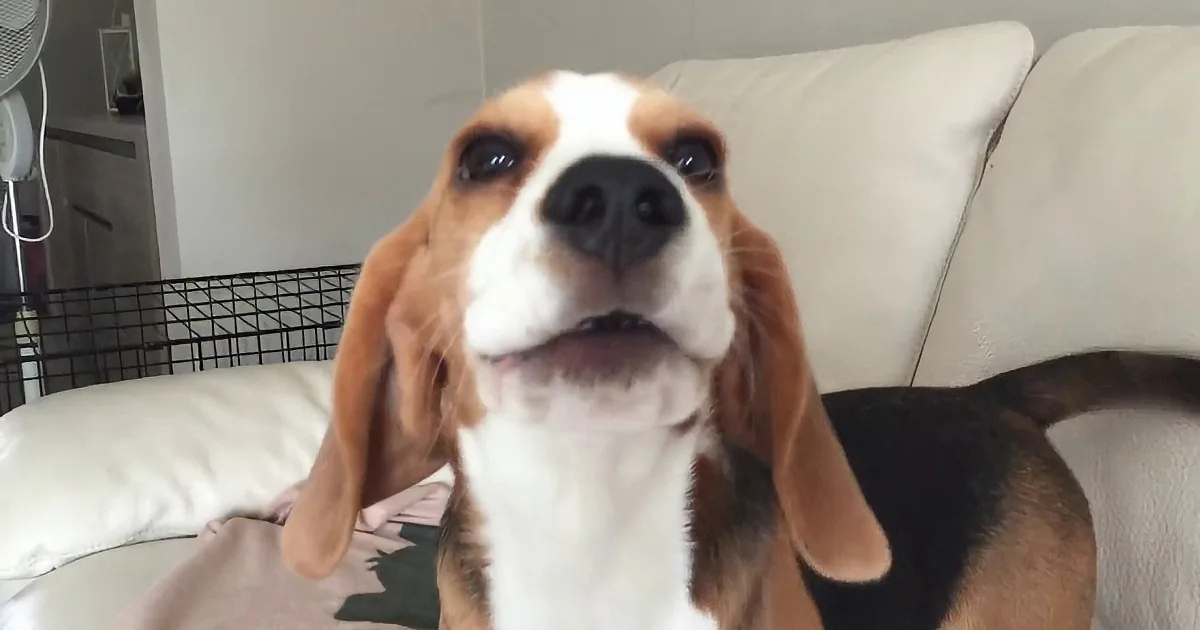Cute Beagle Puppy Looks Right at the Camera. Now Watch His Reaction When Dad Says This...