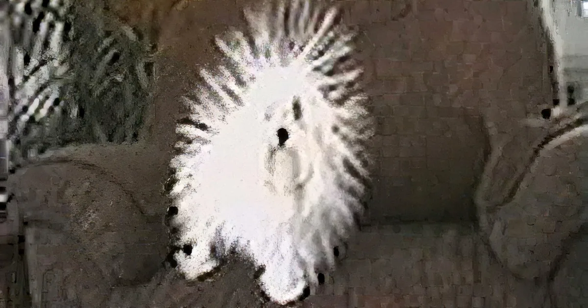 A fluffy white dog with a spiky coat sits on a couch, looking directly at the camera.
