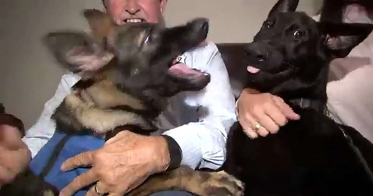 Officer and His K-9 Walk up the Trail, but When the Dog Finds a Ball? Adorable!