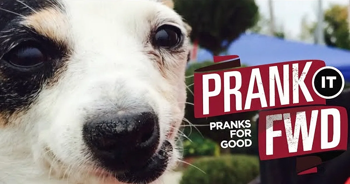 A close-up of a dog's face with a blurred background and text overlay saying "PRAK'S PRANKS FOR GOOD".