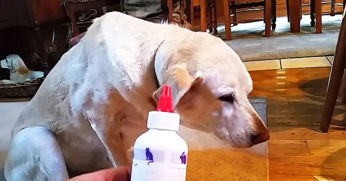Dad Tells His Dog It''s Time to Take Her Medication. Her Reaction Is Priceless