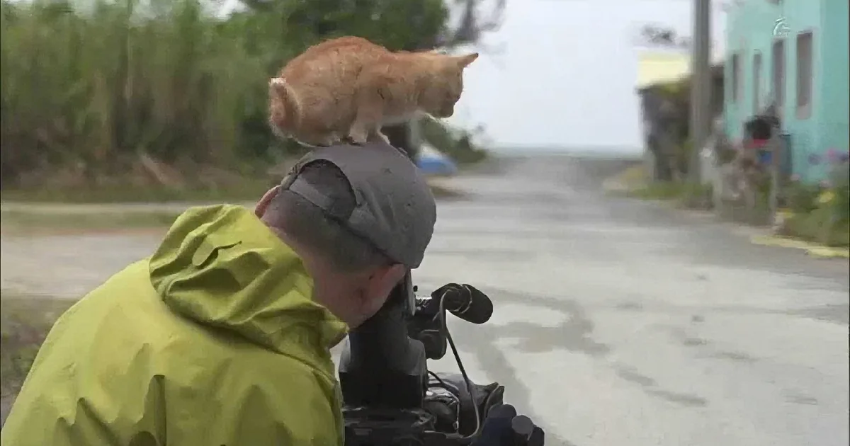An orange cat sits on a person's shoulder while riding a motorcycle in a rainy street.