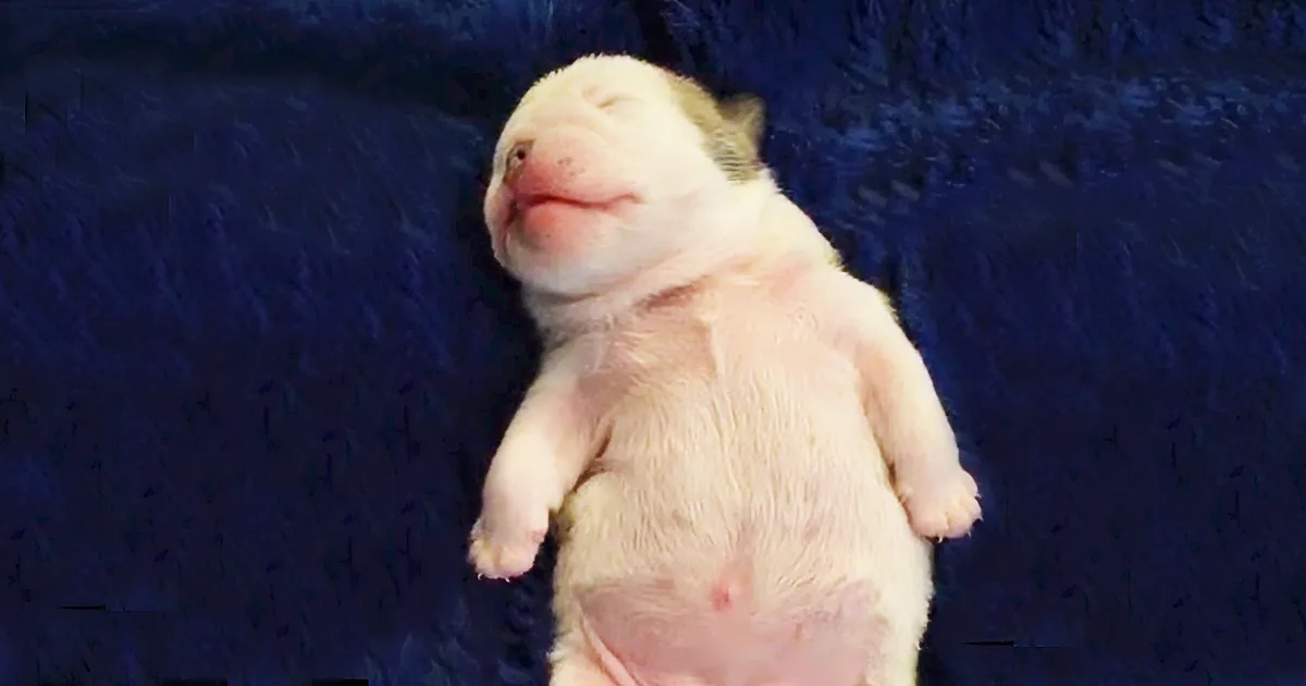 This Tiny Bulldog Puppy Is Dreaming Big