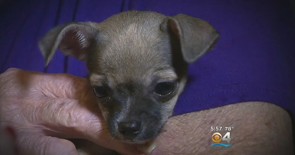 She Was Hospitalized After His Chihuahua Died. Now Watch When a Stranger Gives Them a New Puppy...