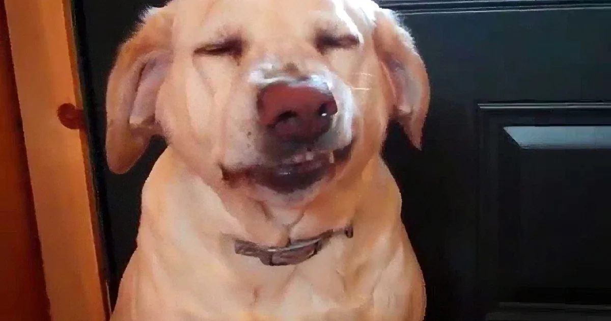 A golden retriever dog is smiling with its eyes closed, appearing happy and relaxed.