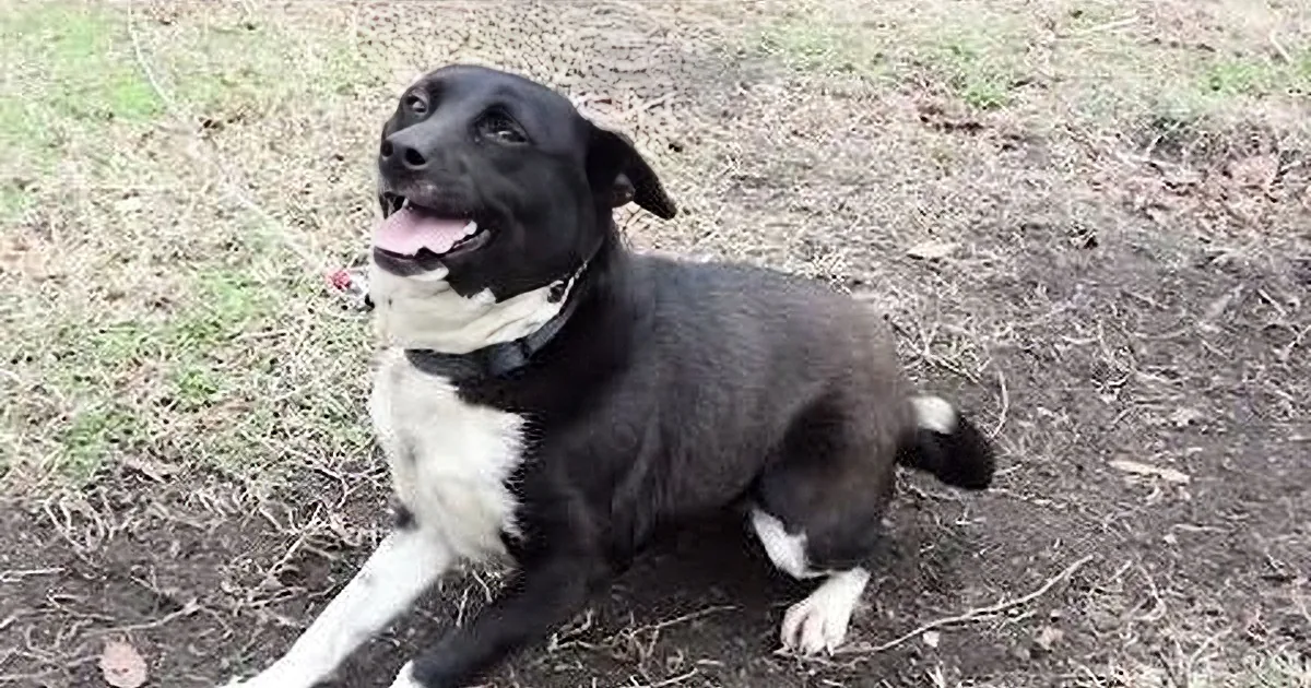A happy black and white dog with a black collar sits on grass, wagging its tail.