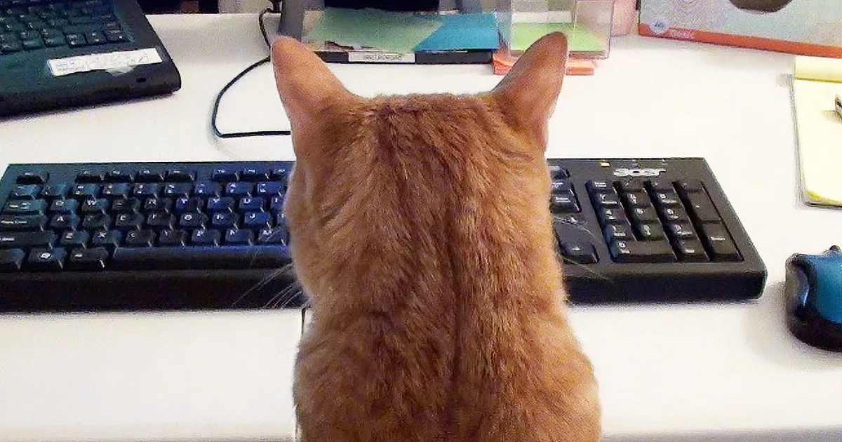 An orange cat sits at a desk, facing a keyboard and computer mouse, with a computer and other items in the background.