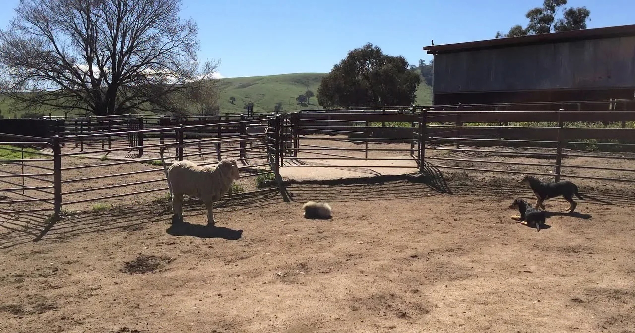 2 Tireless Dogs Have Work to Do, but Keep an Eye on the Tiny Fluffball in the Corner...