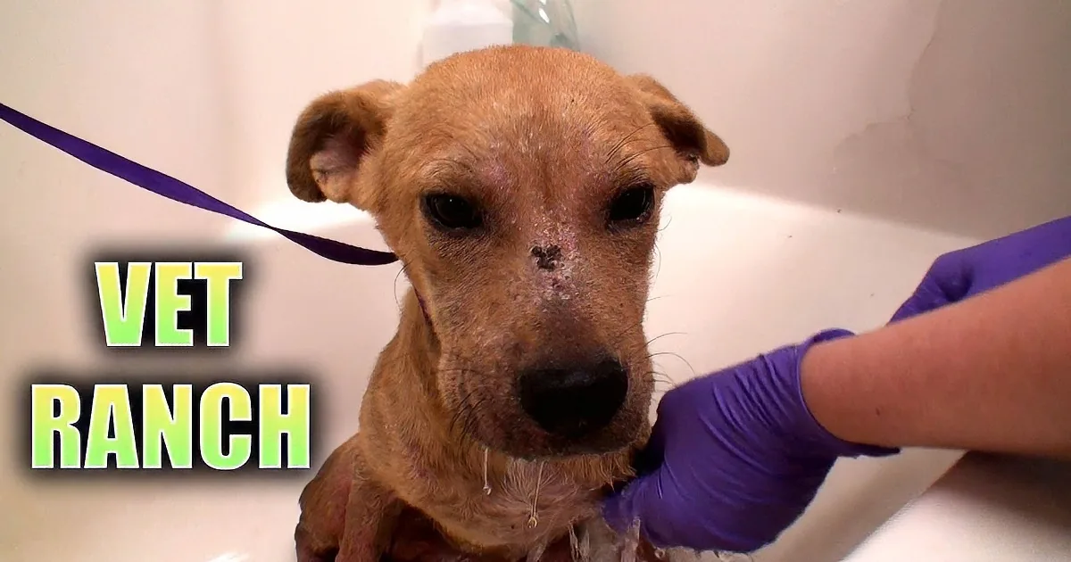 A dog with a bandaged face and purple gloves assisting in its care.