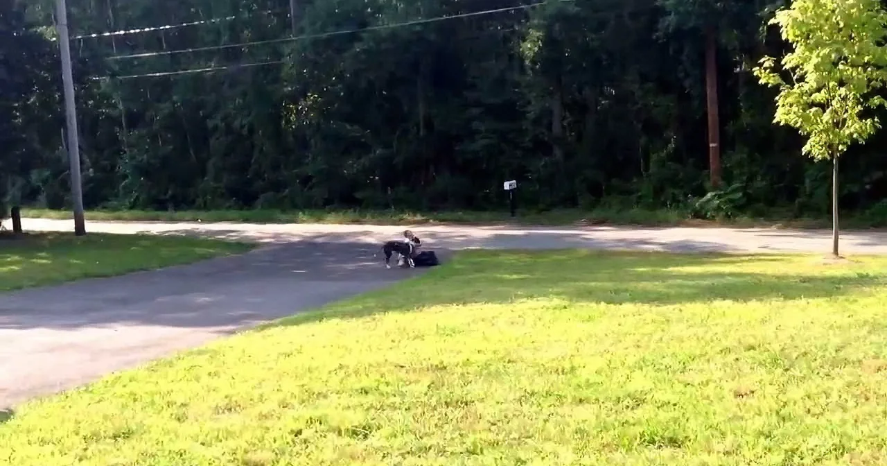Pit Bull Waits on the Porch by Herself. but When You See Why, You''ll Be in Shock!