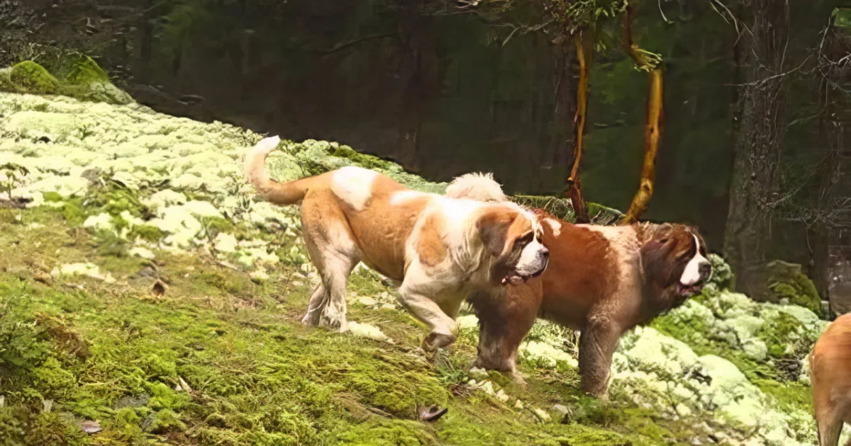 A Saint Bernard dog with a white and brown coat is walking on a moss-covered hillside.