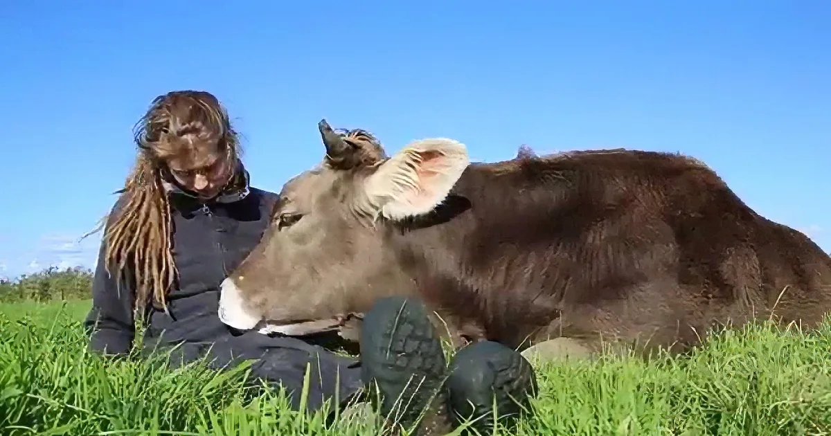 A person in a field pets a cow, both lying on the grass under a clear blue sky.