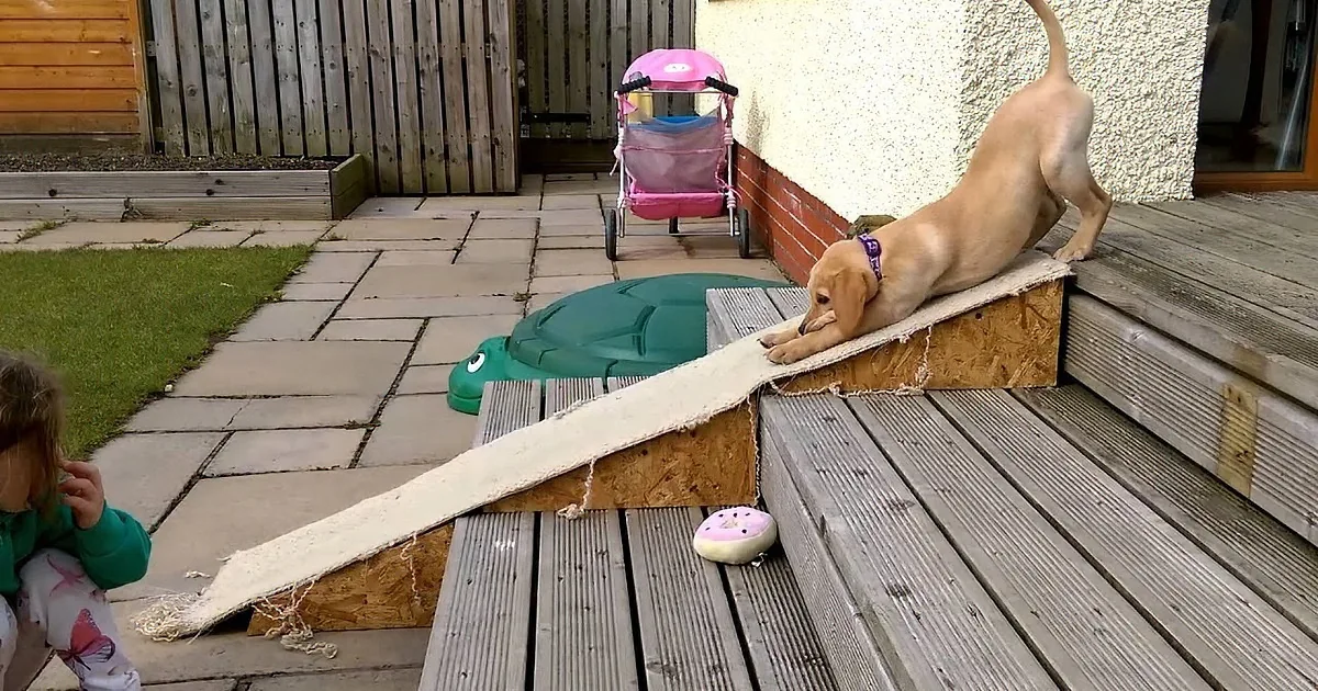 A dog climbs a makeshift ramp on a wooden deck while a child watches nearby.