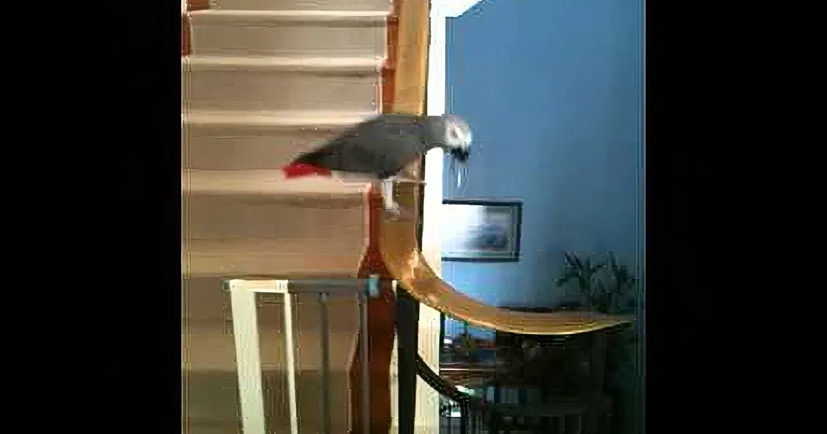 Adopted Parrot Lived in a Cage for 2 Years, Now Look What He Does When They Set Him Free!