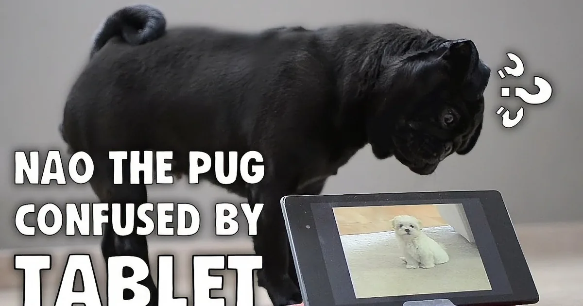 A black pug, Nao, looks confused at a tablet displaying a puppy, with question marks above its head.