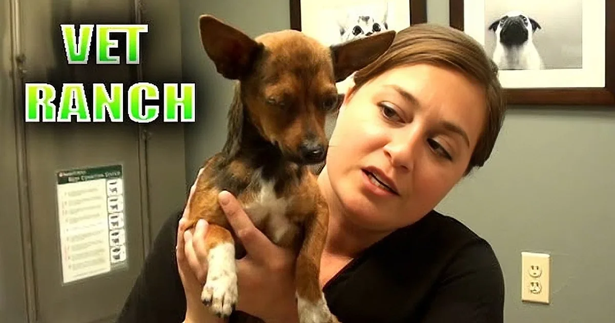 She Holds a Brown Pup Who Looks Like Any Other Chihuahua, but When I Looked Closer? My Heart Sank...