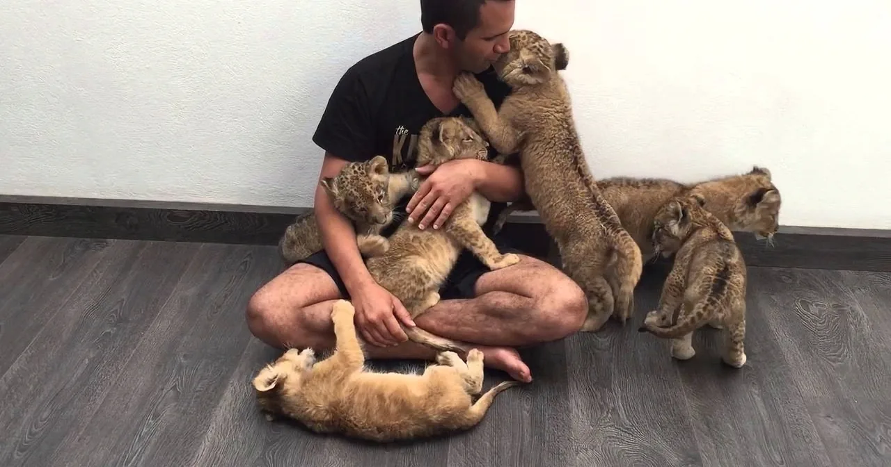 A man sits on the floor surrounded by playful lion cubs, interacting affectionately.
