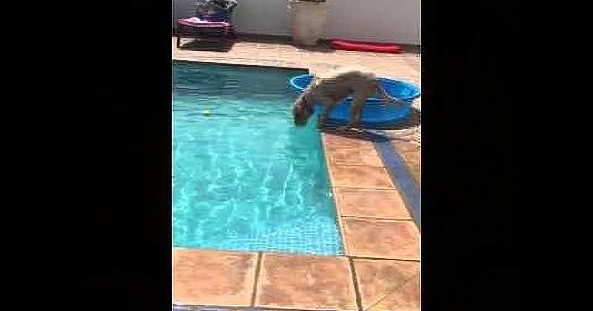 This Dog Gets Upset When Her Ball Falls Into the Pool. by :50, I Couldn''t Believe What She Was Doing!