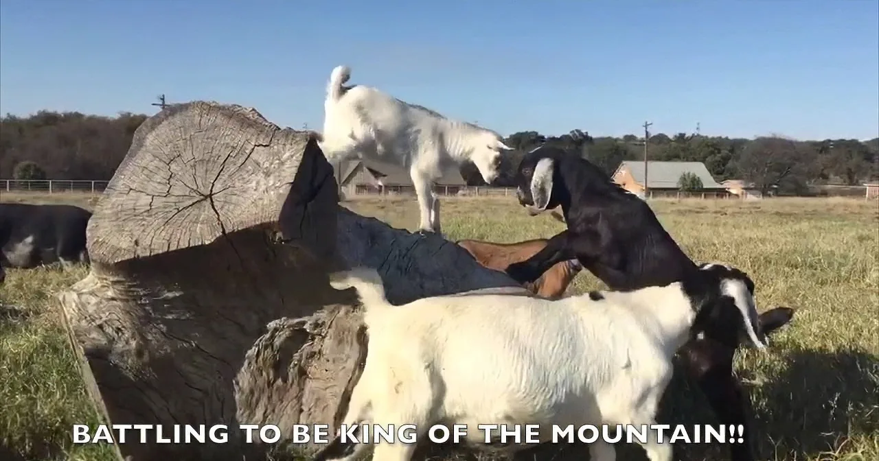 Two goats are competing on a log in a field, with one standing on top and the other reaching up.