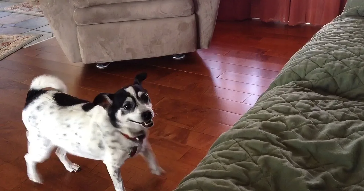 Tiny Puppy Really Wants on the Couch. Seconds Later? Hilarious!