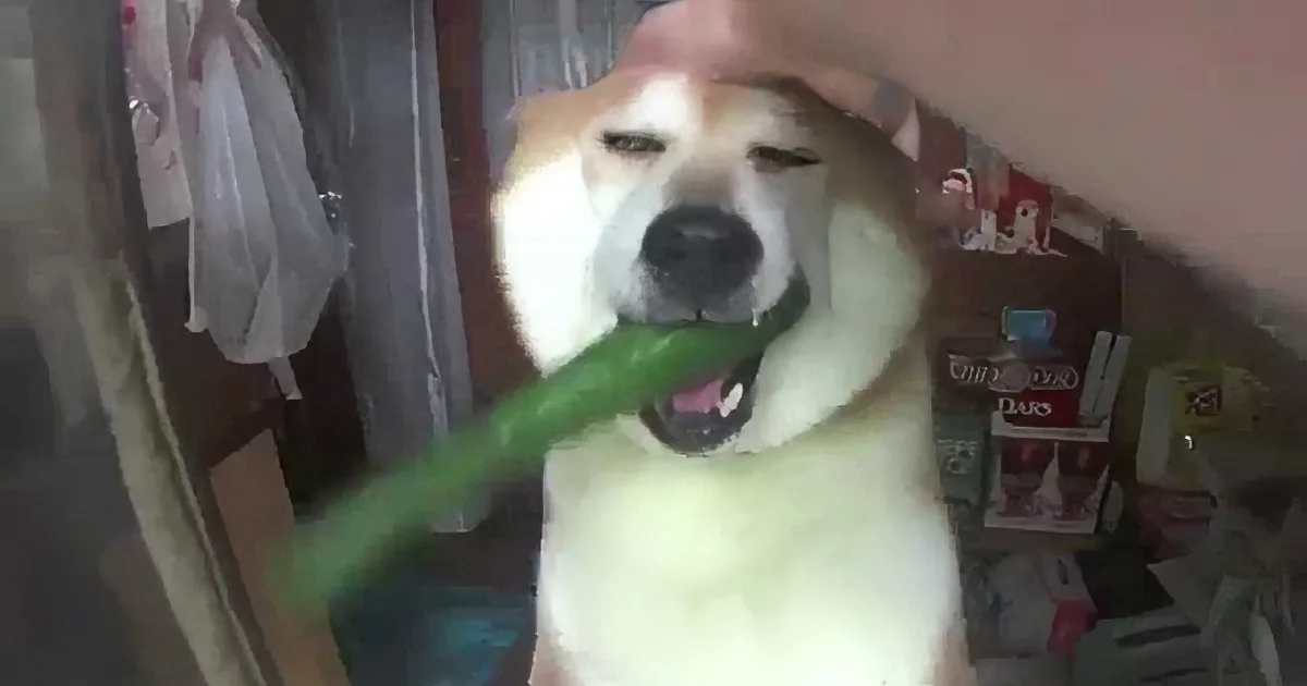 He Walks up to Miniature Store Window. Now Watch What the Dog Does...