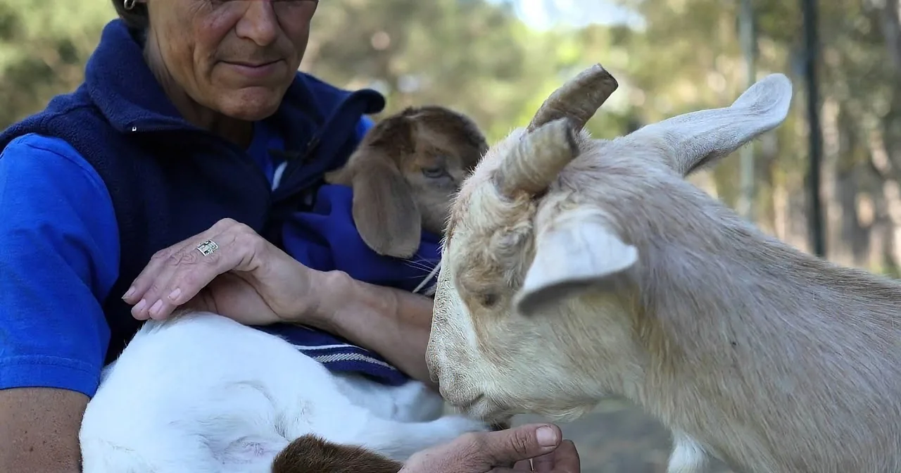They Bring a Dairy Goat to an Animal Sanctuary. When They Take a Closer Look at Her Stomach...