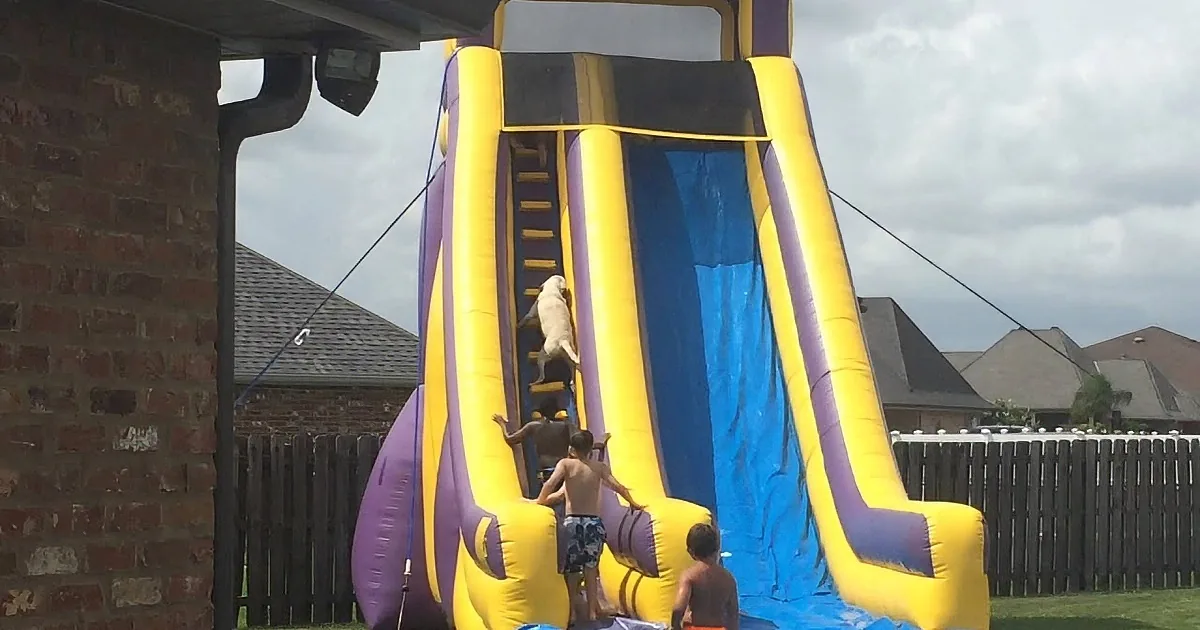 Watch This Dog Wait in Line to Take a Hysterical Ride Down a Water Slide...