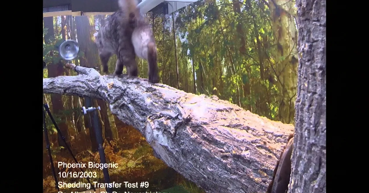 This Cat Hears Chicks Crying for Their Mother. but What She Did? I'm in Shock!